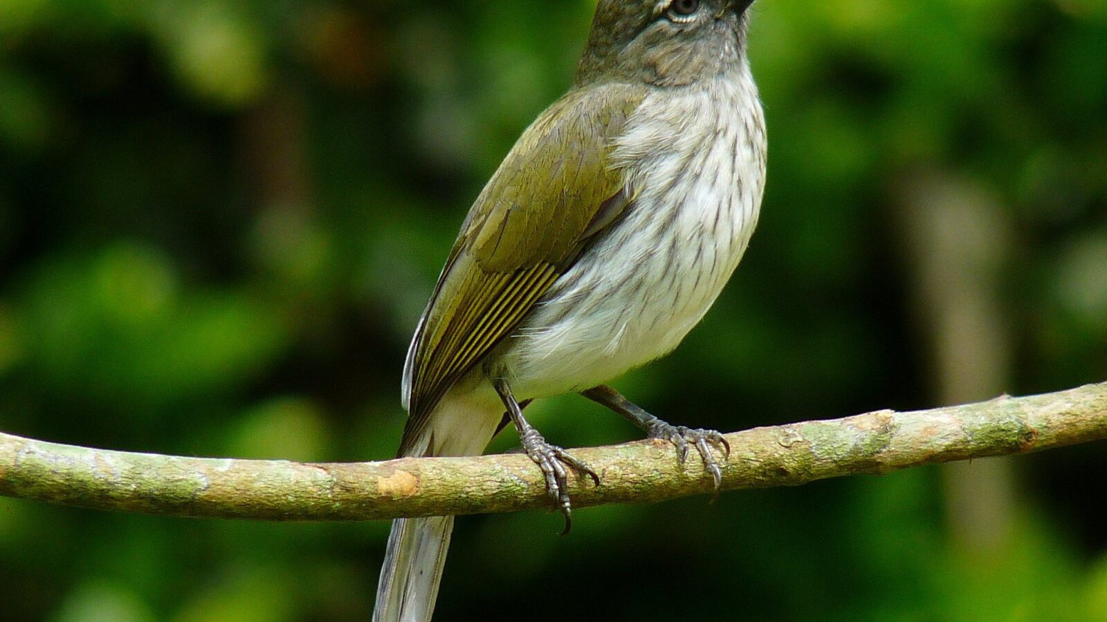 Streaked Saltator