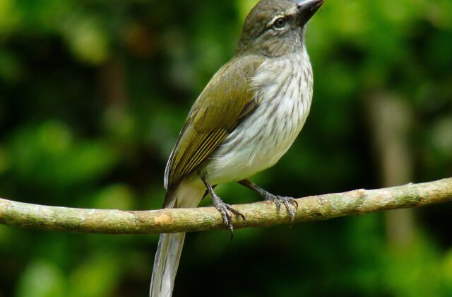 Streaked Saltator