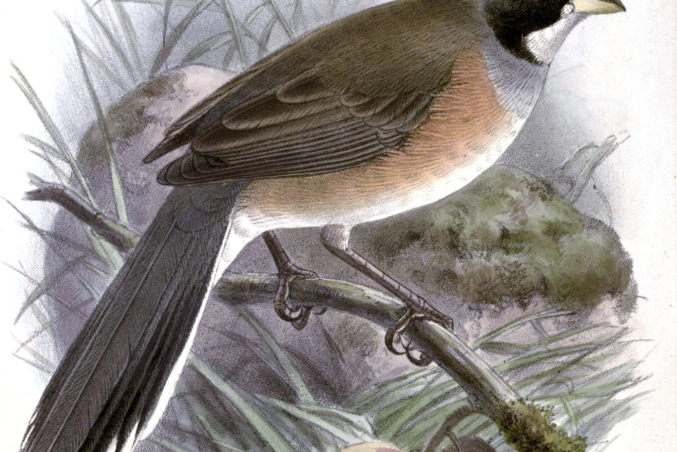 Many-colored Chaco Finch
