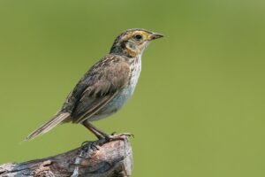 Saltmarsh Sparrow