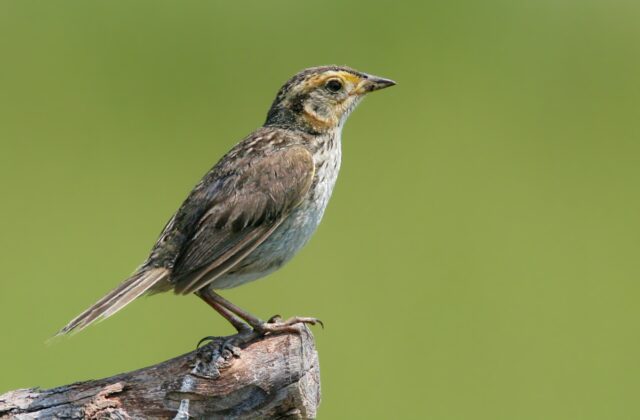 Saltmarsh Sparrow