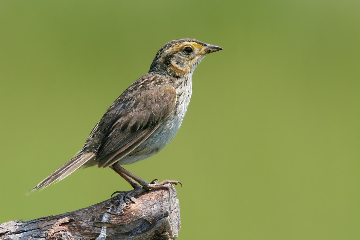 Saltmarsh Sparrow