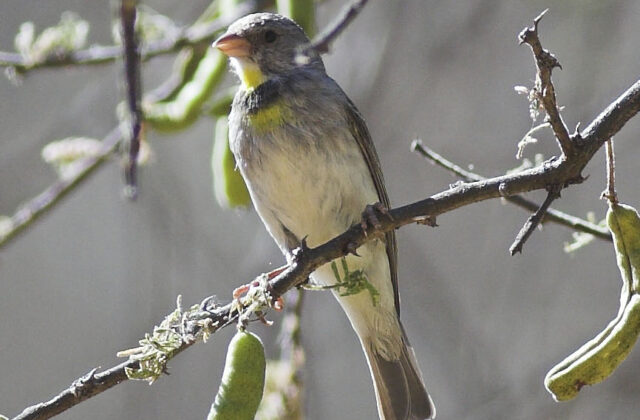 Salvadori’s Seedeater