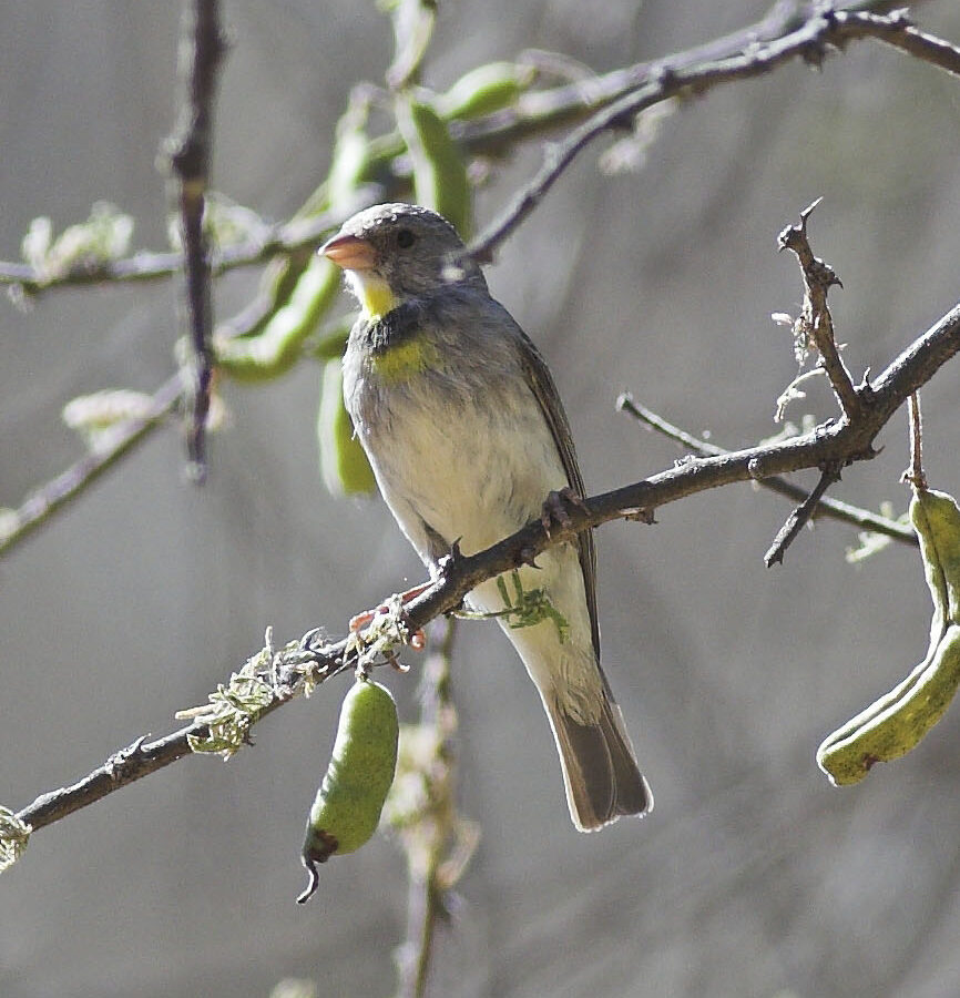 Salvadori’s Seedeater