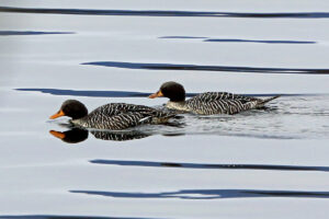 Salvadori’s Teal