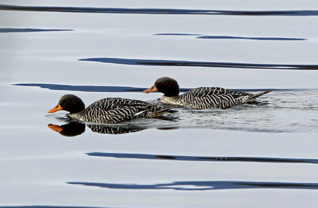 Salvadori’s Teal