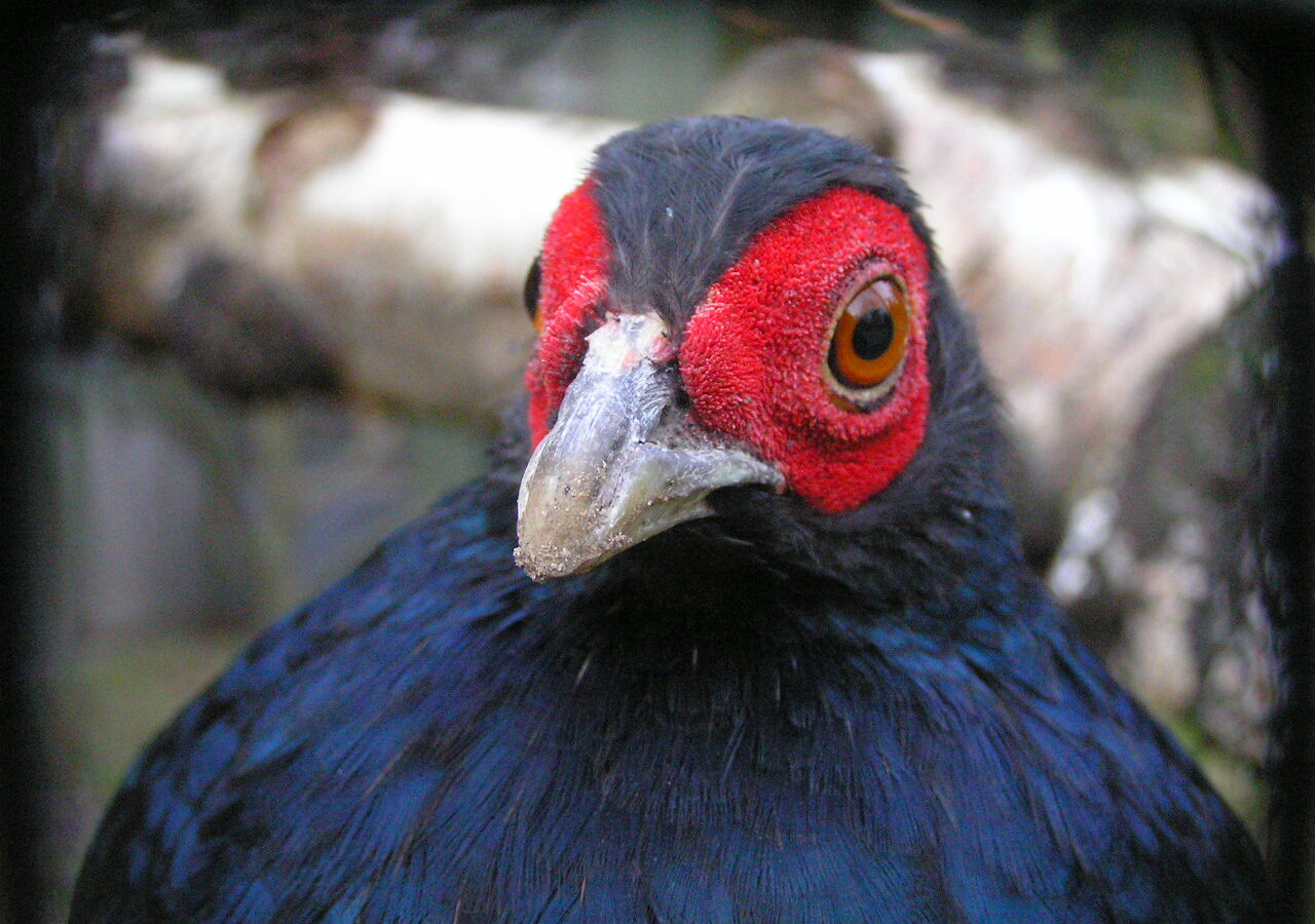 Salvadori’s Pheasant