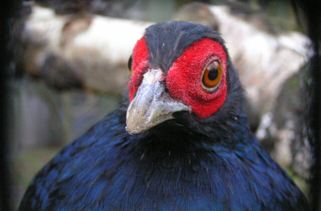Salvadori’s Pheasant