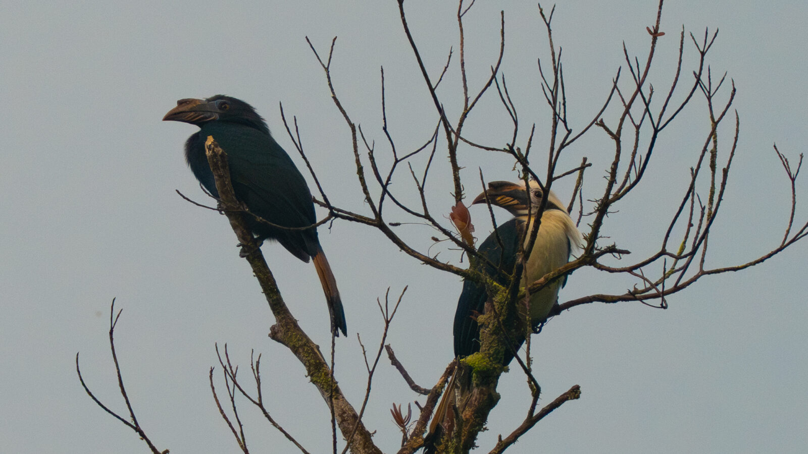 Samar Hornbill