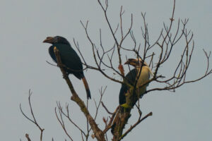 Samar Hornbill