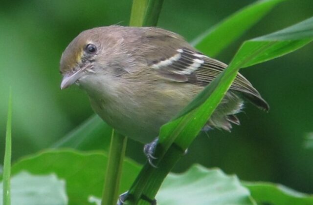 San Andres Vireo