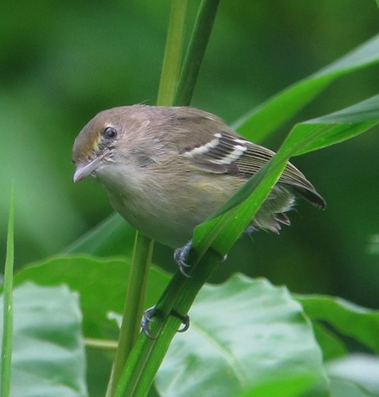 San Andres Vireo