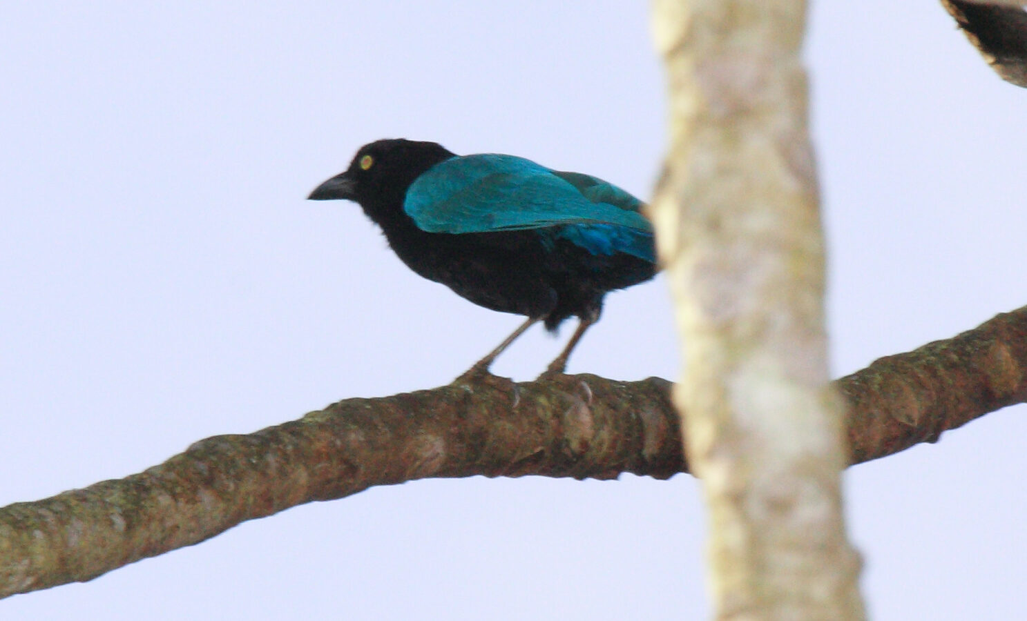San Blas Jay