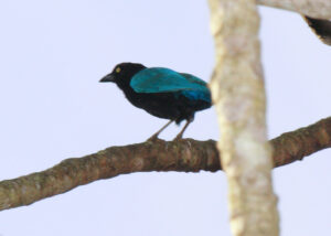 San Blas Jay