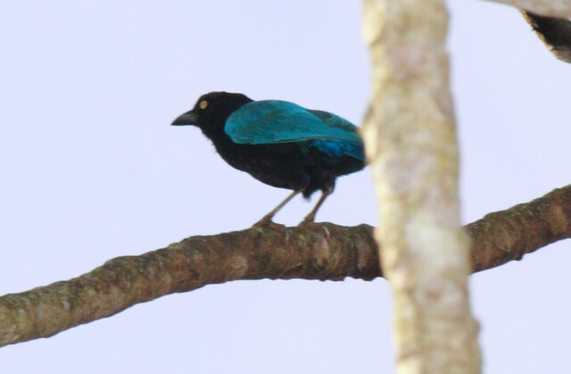 San Blas Jay
