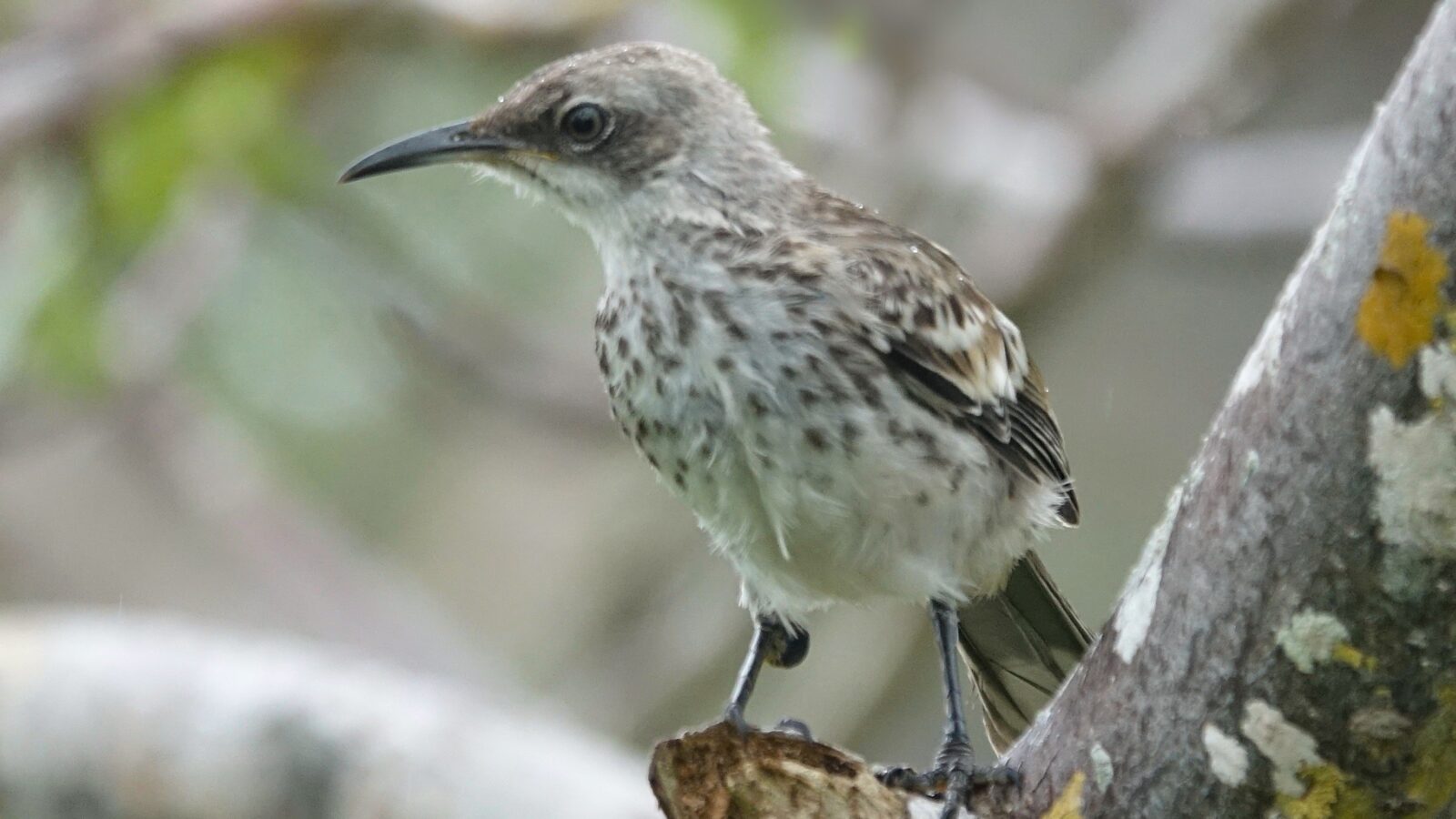 San Cristobal Mockingbird