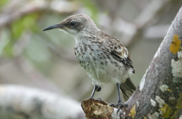San Cristobal Mockingbird