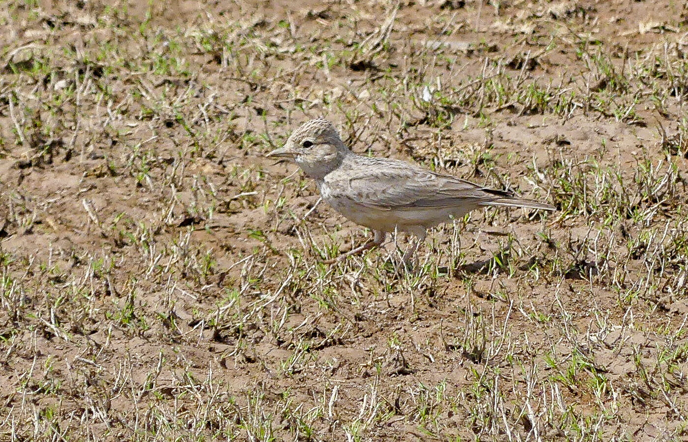 Sand Lark