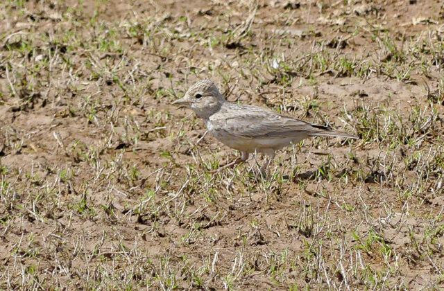 Sand Lark