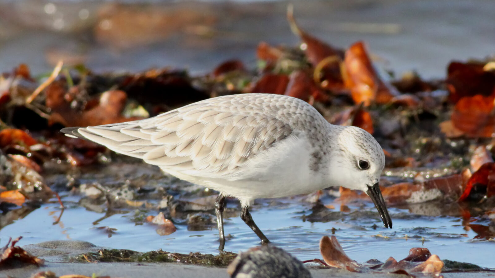 Sanderling
