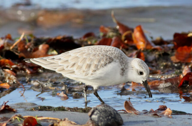 Sanderling