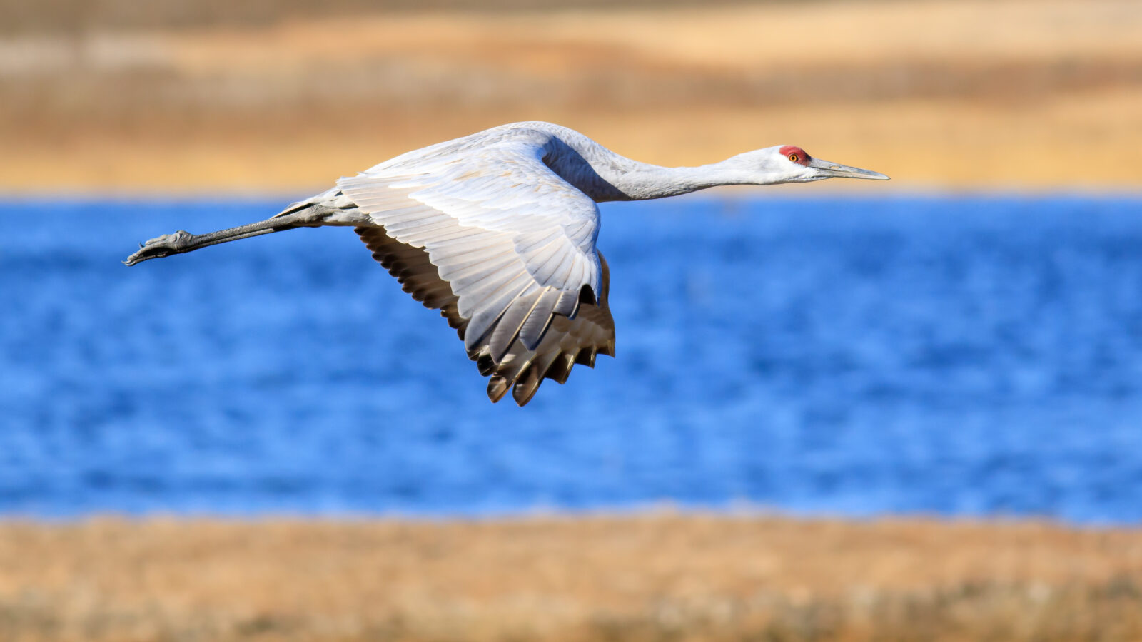 Sandhill Crane