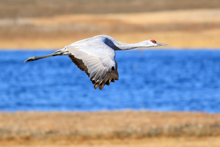 Sandhill Crane