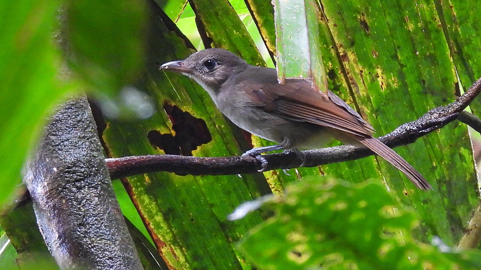 Sangihe Whistler