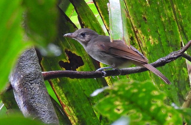 Sangihe Whistler