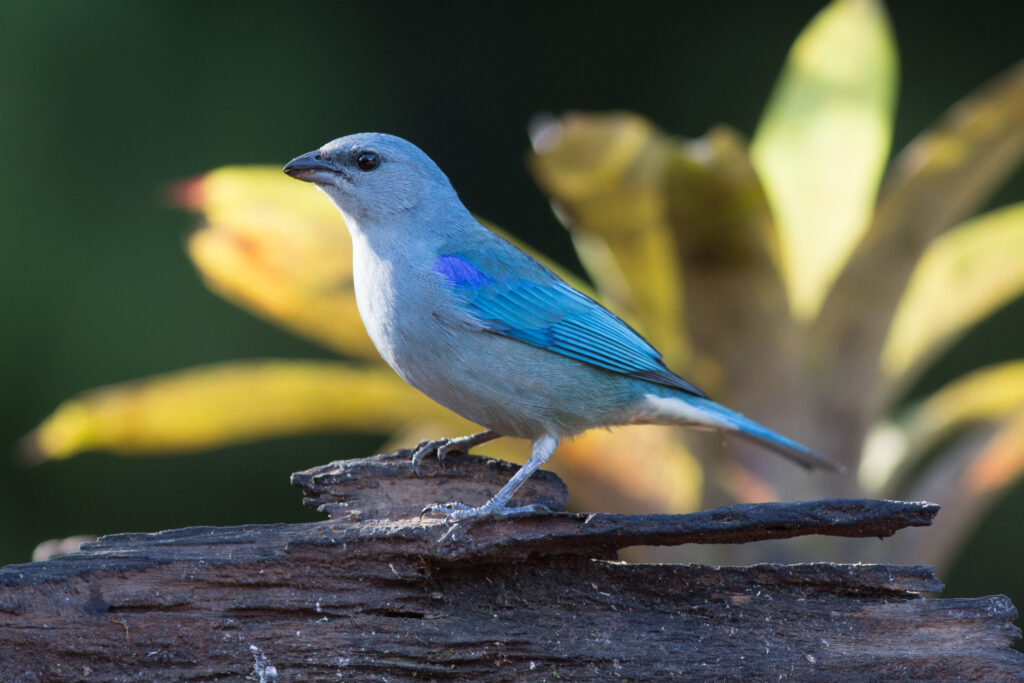 Azure-shouldered Tanager