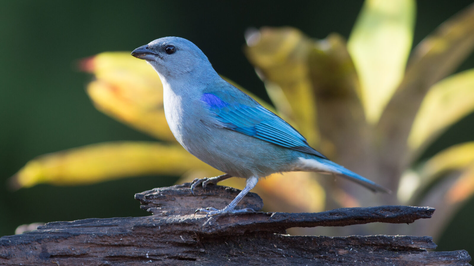 Azure-shouldered Tanager
