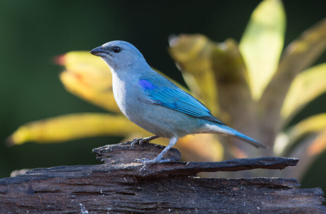 Azure-shouldered Tanager