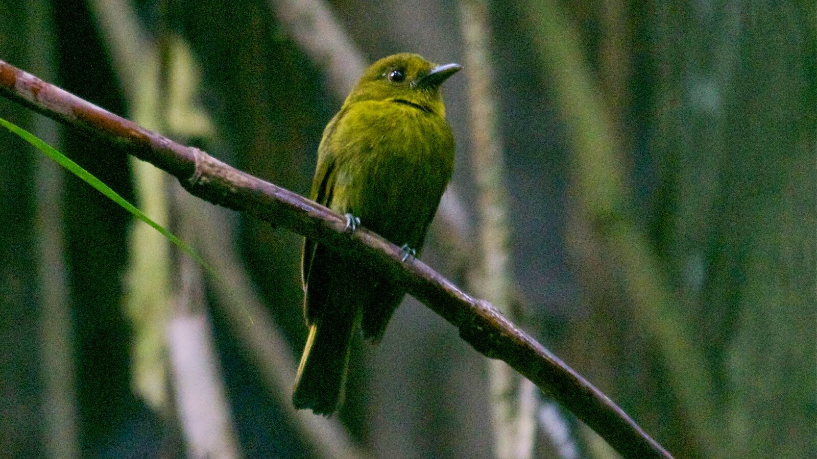 Sapayoa