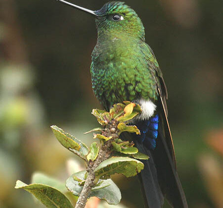 Sapphire-vented Puffleg