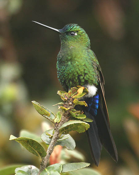 Sapphire-vented Puffleg