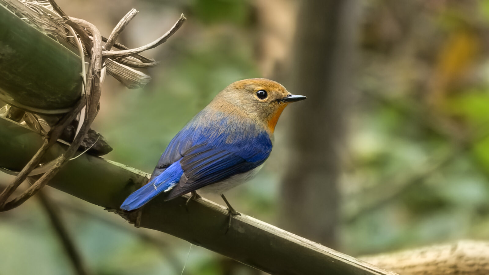 Sapphire Flycatcher