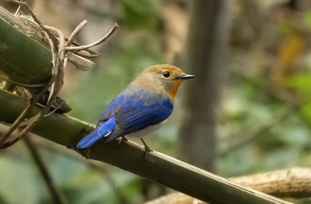 Sapphire Flycatcher
