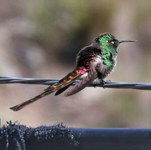 Red-tailed Comet