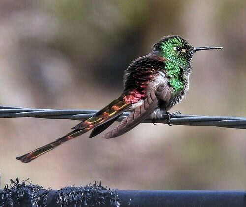 Red-tailed Comet