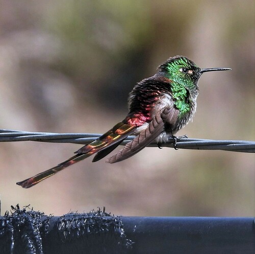 Red-tailed Comet