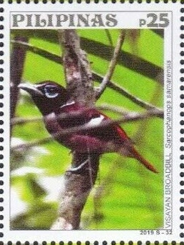 Visayan Broadbill
