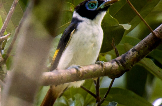 Wattled Broadbill