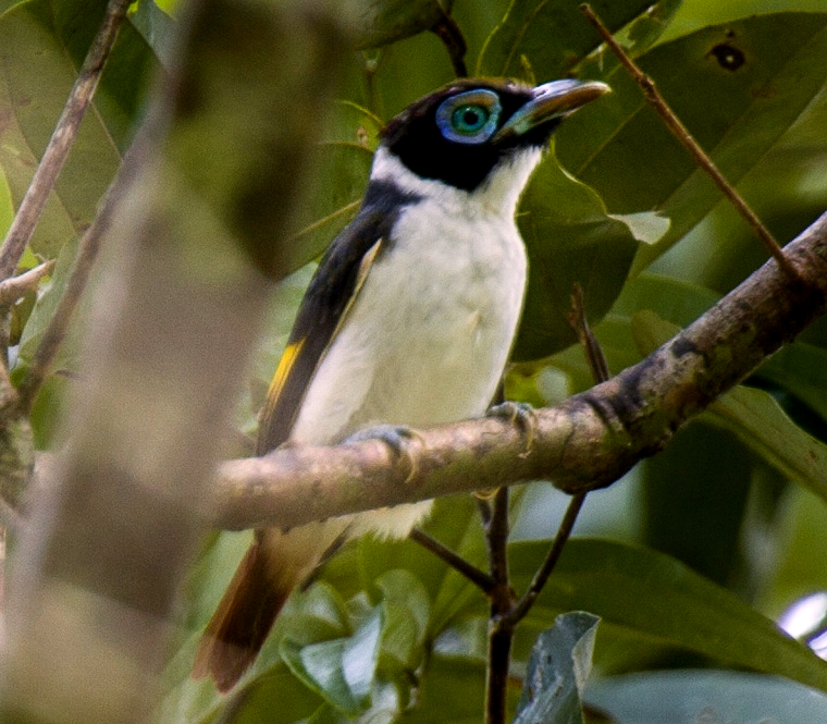 Wattled Broadbill