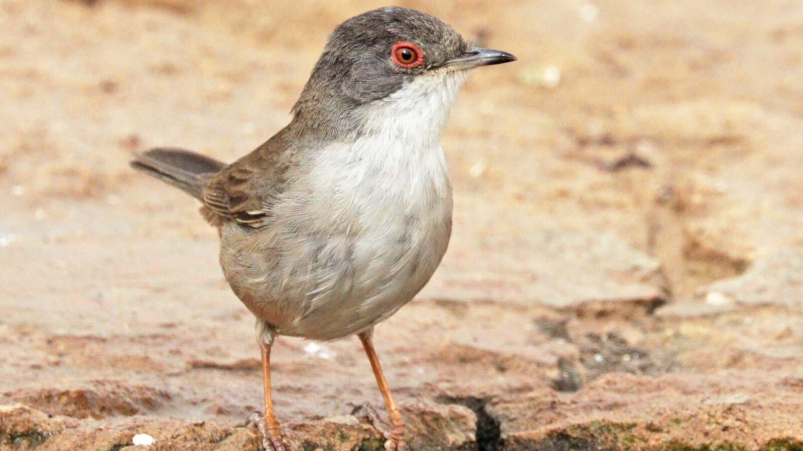 Sardinian Warbler