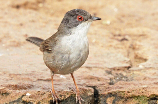 Sardinian Warbler