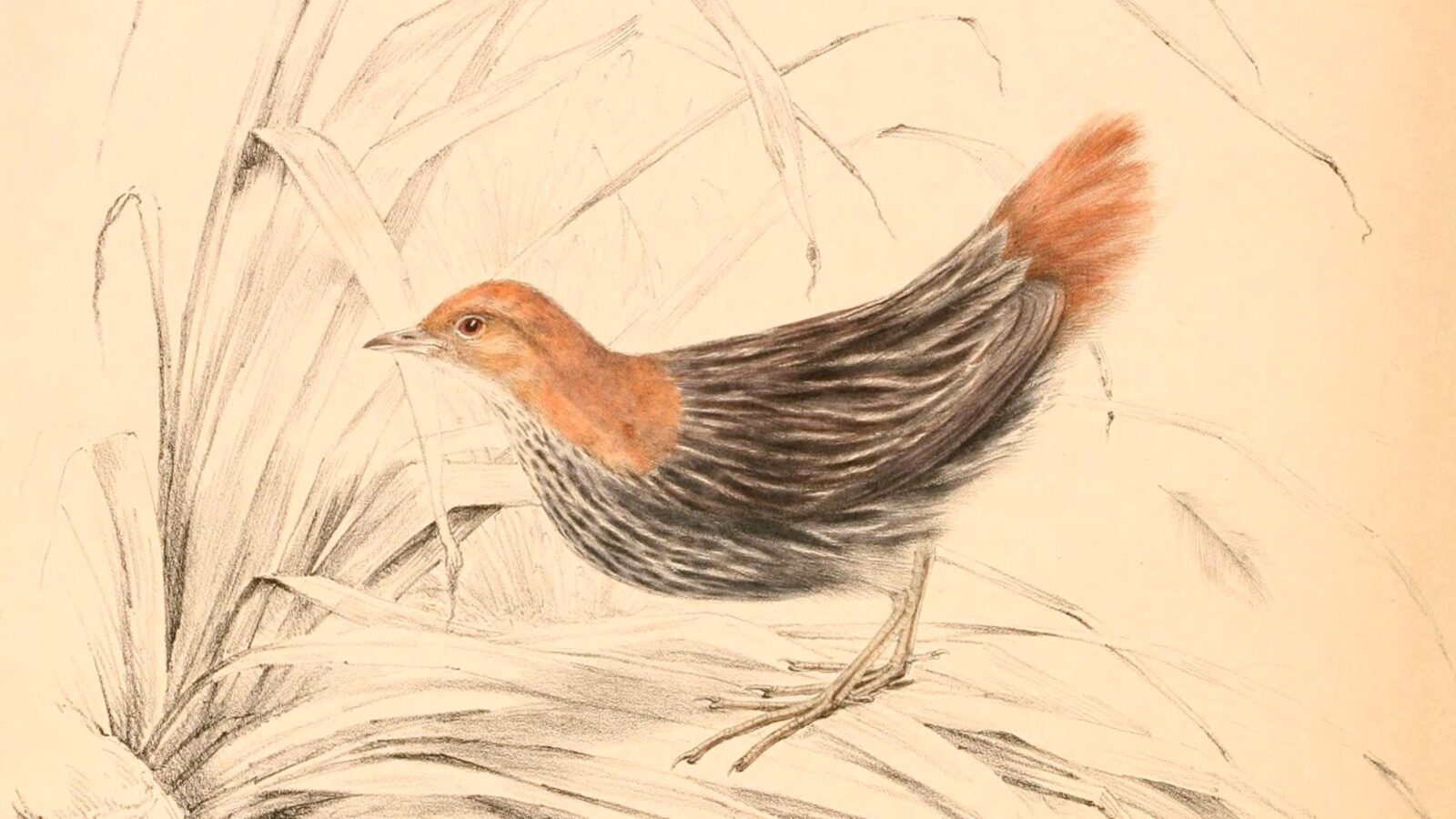 Striped Flufftail