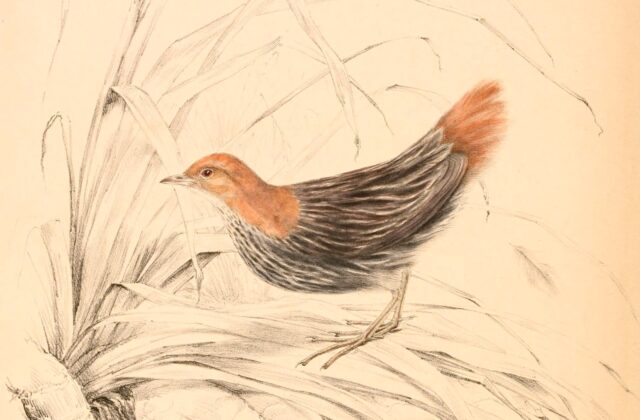 Striped Flufftail