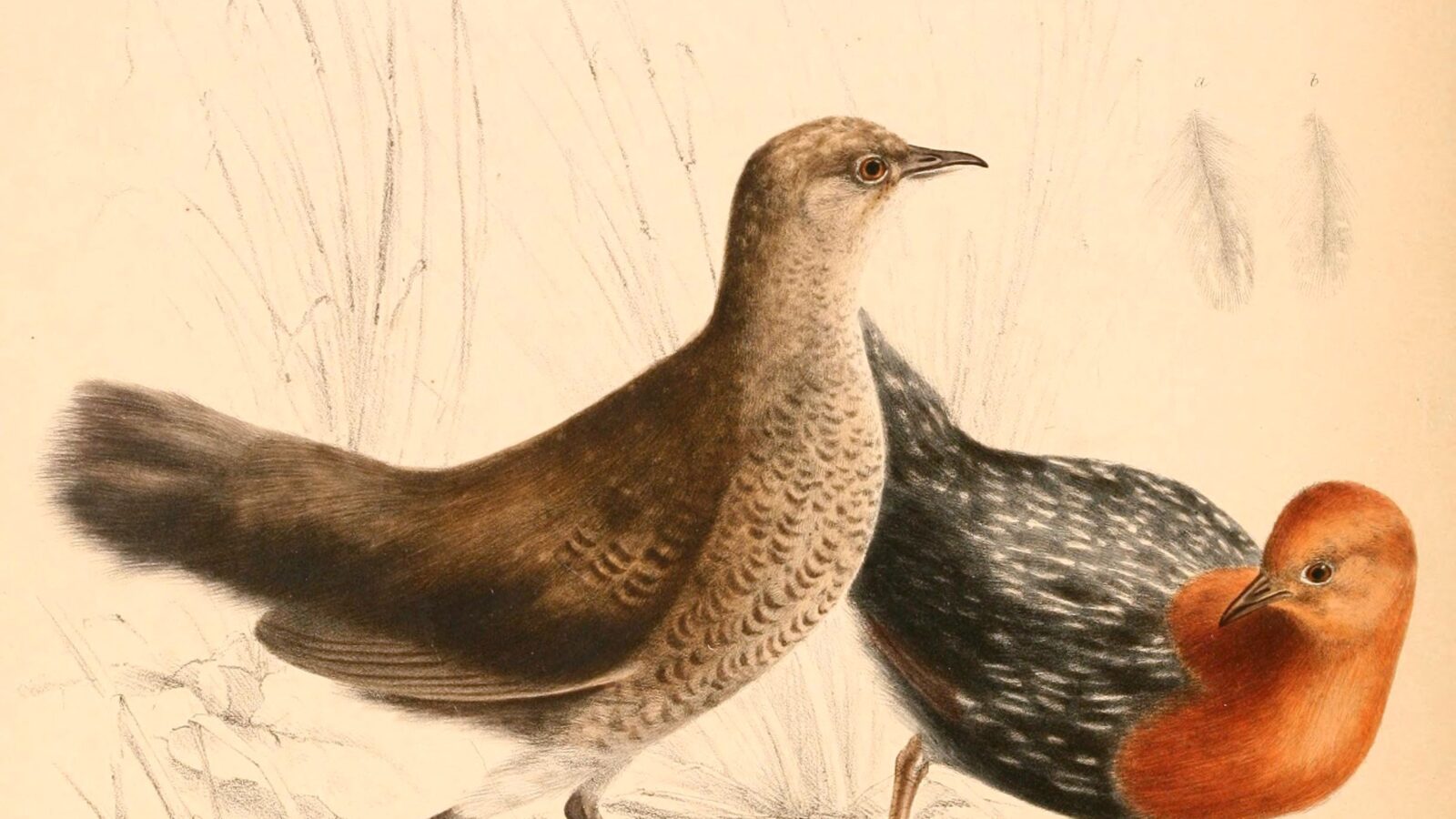 Red-chested Flufftail