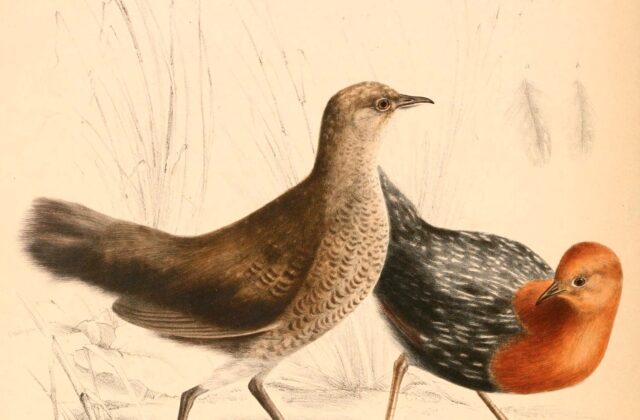 Red-chested Flufftail