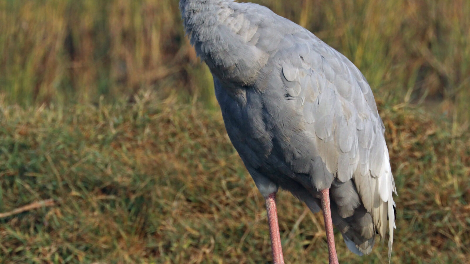 Sarus Crane